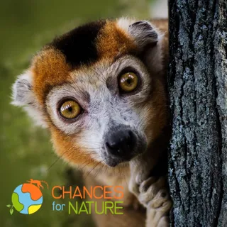 Chances For Nature