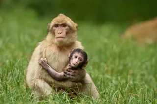 Barbary Macaques 1000X667