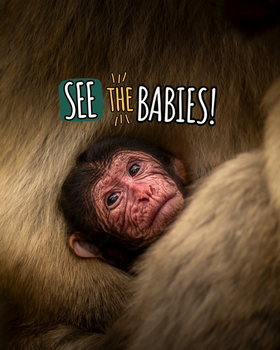 Babies 2026 (1)