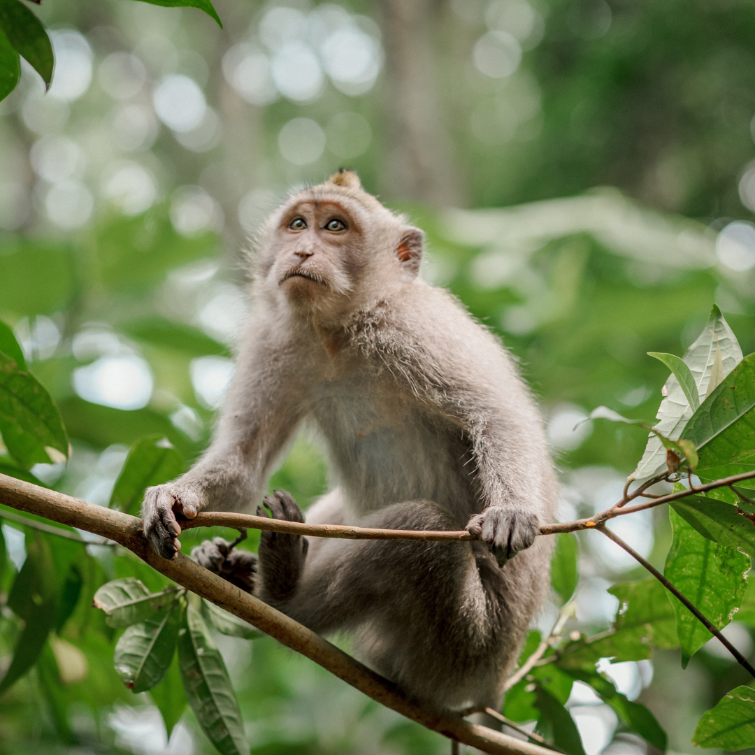 Indonesia (5)